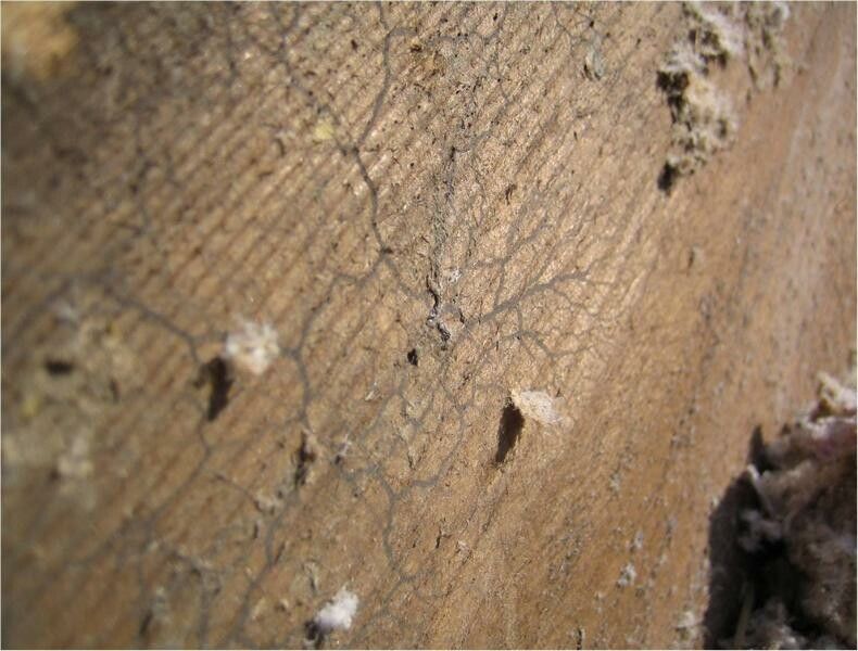 Myzel des Braunen Kellerschwamms auf einem Holzbalken