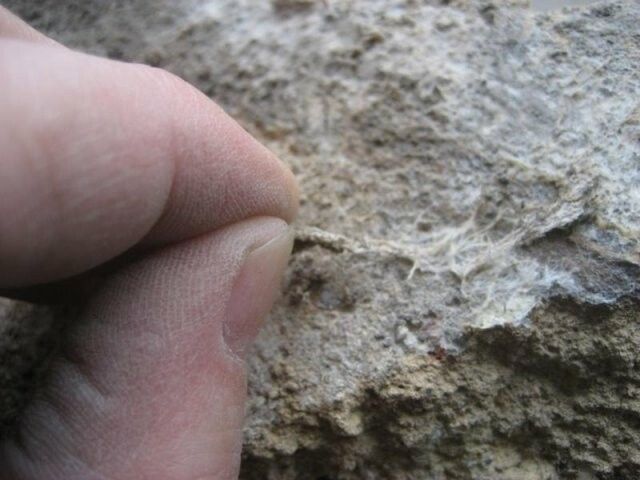 Beispiel für versteckt wachsendes Myzel im Bereich von Mauerwerksfugen